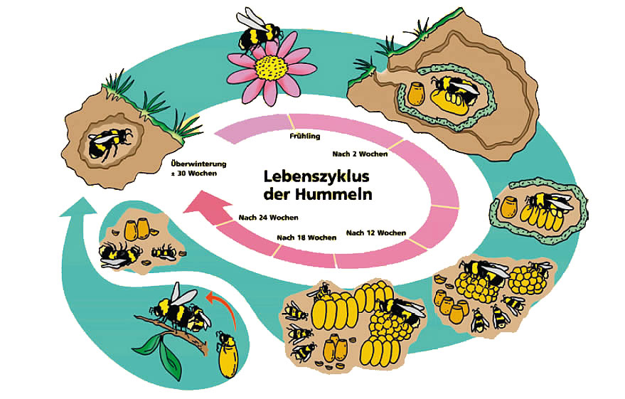 Lebenszyklus der Hummel - Biofly