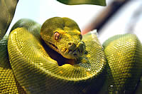 Schlangenmilben bekämpfen mit TAURRUS